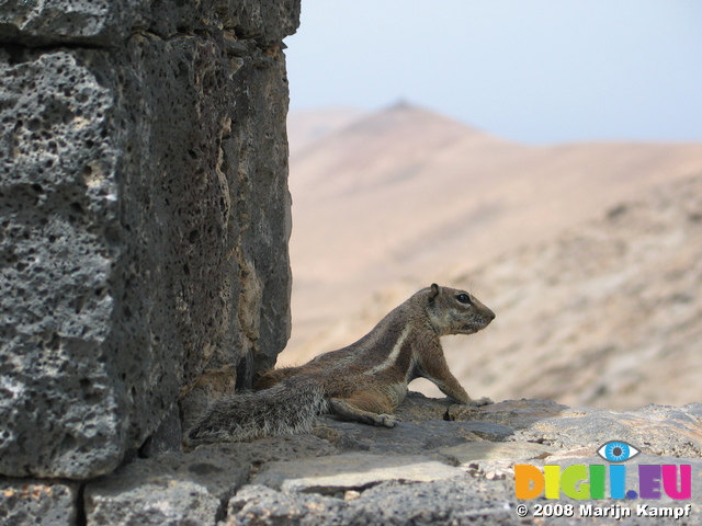 27925 Barbary Ground Squirrel and mountains